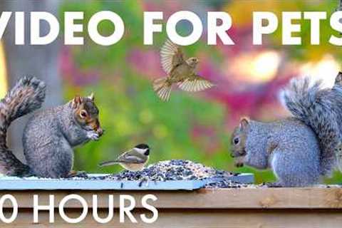 Saturday Morning Cartoons for Pets 🐱 - 10 Hours of Backyard Birds and Squirrels - Sept 12, 2026