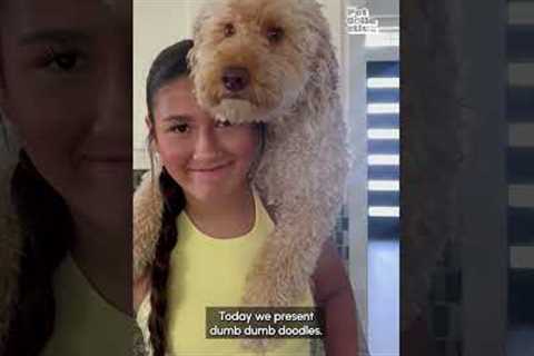 Hilarious Doodle Videos #Dogs #Pets #Funny