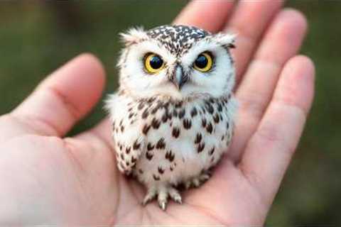 This Level of Baby Animal Cuteness Should Be Illegal 😂❤️Funniest Baby Animals Videos 2026