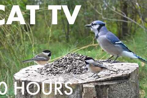 Sunday Morning Brunch for Birds, Squirrels and Chipmunks - 10 Hour Cat TV for Pets - Sept 13, 2026
