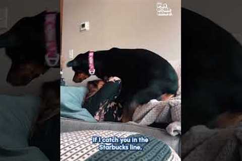 Happy #NationalHugYourHoundDay!