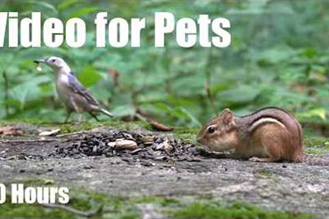 Chipmunks, Woodpeckers and Forest Friends - 10 Hour Cat TV for Pets to Watch 🐱 - Sept 14, 2026