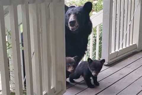 When Mama Bears Proudly Show Off Their Babies 💖🐻