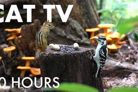 Cat TV for Pets to Watch 🐱 - Birds, Chipmunks and Mushrooms in the Forest - Sept 15, 2026