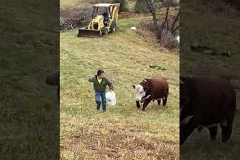 Don’t Forget That Farm Animals Are Dramatic Too! 😂 #animal #shorts
