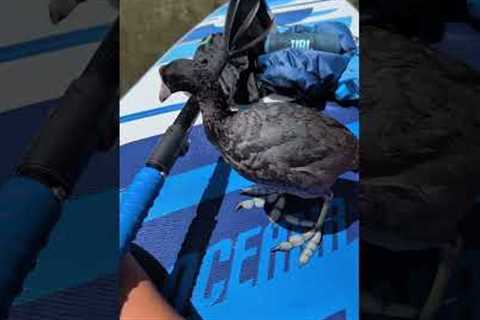 Curious Bird Hops On Person's Paddleboard And Shows Off Babies 🤩