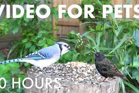 Cat TV for Pets to Watch 🐱 - 10 Hours of Squirrels, Chipmunks and Backyard Birds - Sept 16, 2026