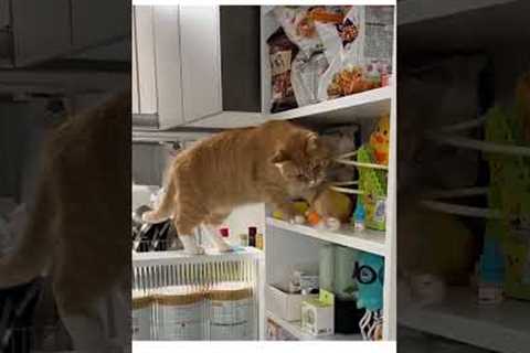 Mischievous Orange Cat Knocks My Stuff Off Shelf