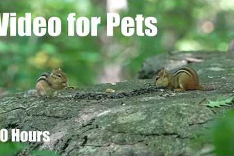 Cat TV for Pets to Watch 🐱 - Chipmunks, Squirrels and Animals in the Forest - Sept 17, 2026