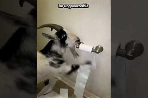 Goat Headbutts Son While Munching on Toilet Paper