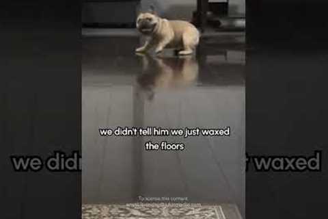 Silly Dog Slides Across Hardwood Floor