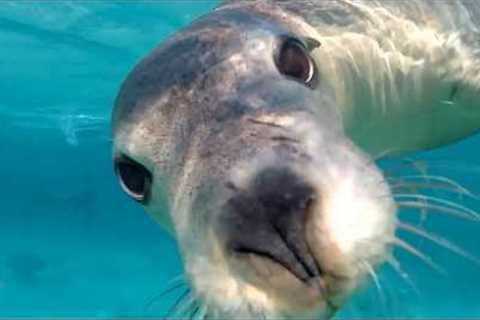 You Never Expect These Sea Lions and Seals to Be This Hilarious 🤣