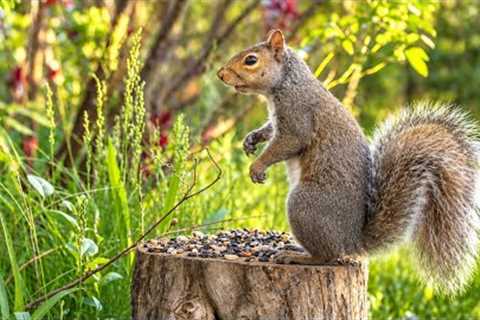 The Stump Café – 10 Hours of Squirrels & Nature Sounds
