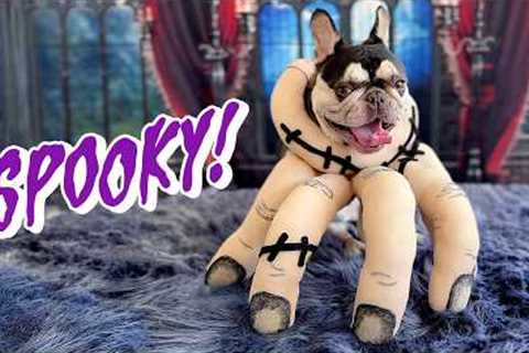 🎃It’s Spooky Season! Funny Halloween Pet Reactions🎃