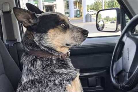 Meet the Most BOSSY but Hilarious Dog 😂 Funny BLUE HEELER!