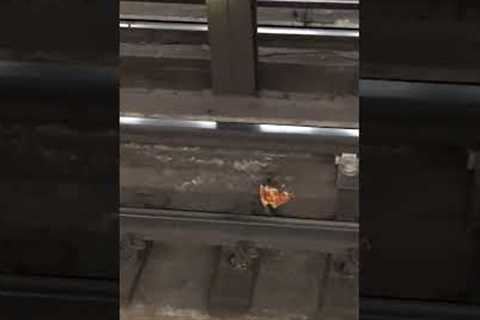 Rats Play Tug Of War With Pizza #PizzaRatDay