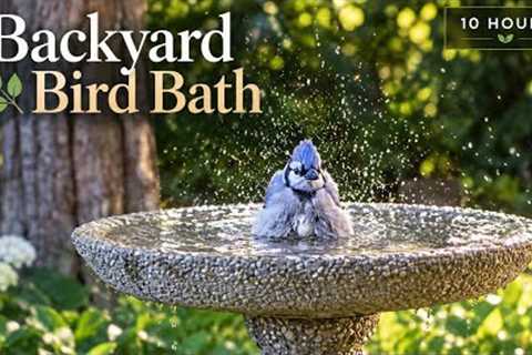     The Dove Spa 🕊️ | 10 Hours at the Bird Bath