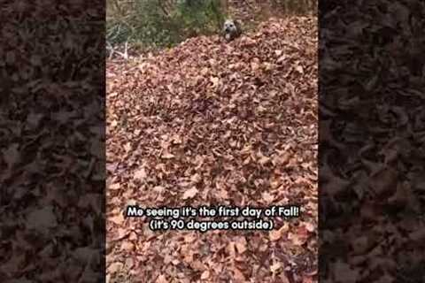 Playful Pup Dives Into Pile Of Leaves