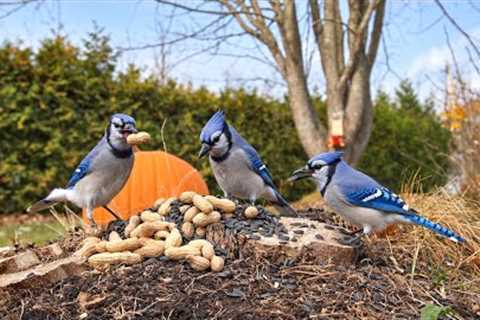 Blue Jays & Friends - The Great Autumn Feast