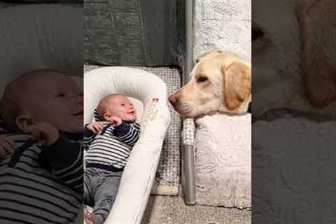 Dogs see babies for the first time 🐶 #dog #doglover #lover #fyp