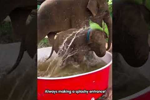 Appreciating Baby Elephants!