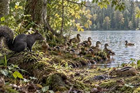 Lakeside Visitors: Ducks, Squirrels & Chipmunks | 10 Hours of Wildlife