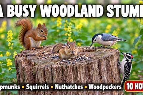 Woodland Visitors at the Stump | Chipmunks, Nuthatches, Woodpeckers & Squirrels | 10 Hours
