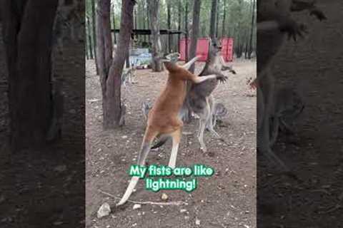 Kangaroo WWE Brawl