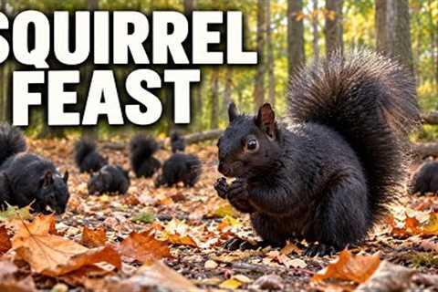 Black Squirrels Gather for a Fall Feast | Peaceful Autumn Wildlife