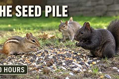A Busy Day at the Seed Pile | Chipmunks & Squirrels (10 Hours)