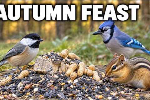 An Autumn Feast for Chickadees, Blue Jays & Chipmunks 🍂