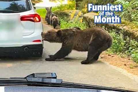 Fat Bear Week Chaos! | The FUNNIEST Pets of the Month