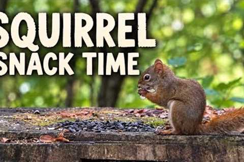 Monday Morning Reset ☕ A Squirrel’s Quiet Breakfast | Relaxing Nature