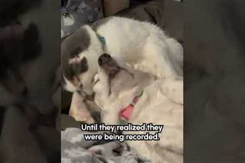Cat Smacks Dog for Moving Too Much While Licking Him