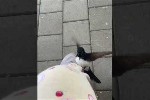 Willie Wagtail Bird Mistakes Fruit Prints on Pants for Food