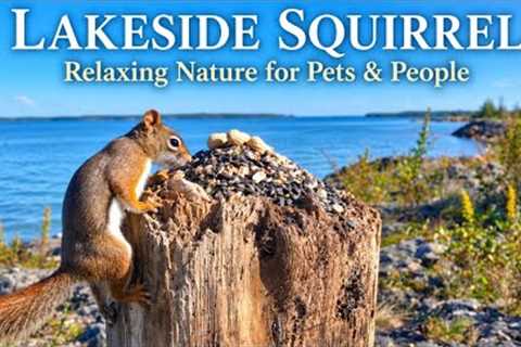 Lakeside Squirrel Finds a Feast | Relaxing Nature for Pets & People