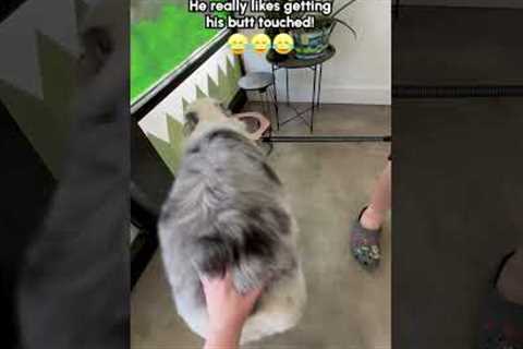 Australian Shepherd LOVES Butt Scratches!