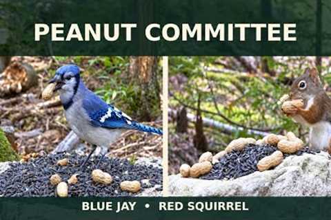 The Peanut Committee Has Arrived 🥜 | Blue Jay & Red Squirrel