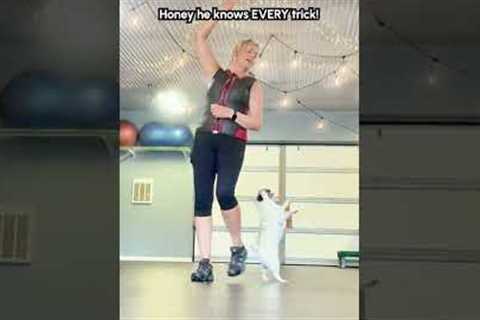 Pug Performs Incredible Tricks With Woman