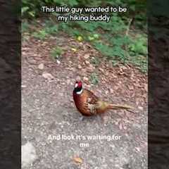 Cute Pheasant Follows Hiker Along Trail