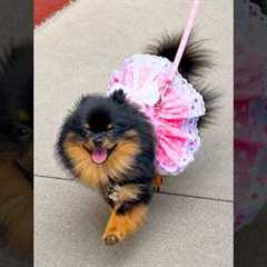 Paw Picks: Doggie Design Harness Dress