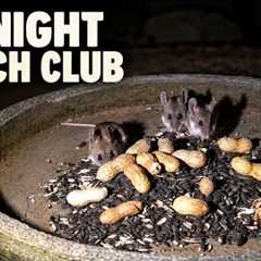 The Midnight Munch Club 🐭 | Mice Take Over the Bird Buffet | 10 Hours