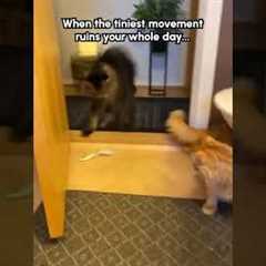Curious Cats Try Grabbing Hair Brush