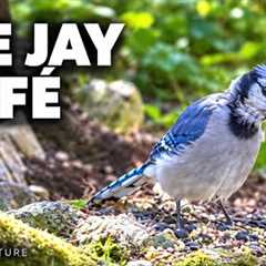 The Jay Café ☕ Blue Jay’s Woodland Buffet | 10 Hours of Nature for Cats & People