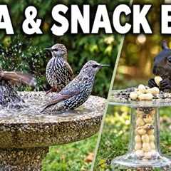 The Backyard Spa & Snack Bar 🐦🐿️ | Birds Bathing & Squirrel Snacking