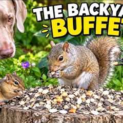 The Backyard Buffet 🐿️ Birds, Chipmunks & One Unexpected Guest!
