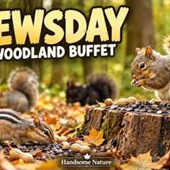 Happy Chewsday! 🐿️ Full Cheeks, Empty Seats | 10 Hours of Squirrels & Chipmunks