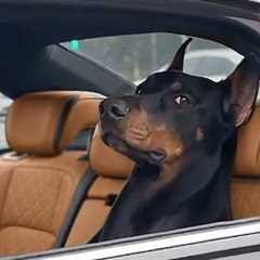 I Wasn't Prepared For The Dogs' Attitude 😂 Funny Dog Videos 2026