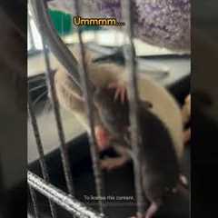 Rat Stops Another Rat With Paw