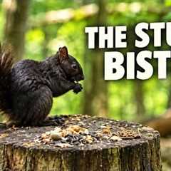 The Stump Bistro 🐿️ Table for One | 10 Hours of Relaxing Woodland Wildlife